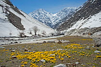 Celandine crocus (Crocus korolkowii) carpets in areas of snowmelt. Near Ansob Pass, Tajikistan. April 2014.