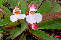 Balsam (Impatiens rosulata) with yellow nectar guides. Endemic to Kitulo Plateau, Tanzania.