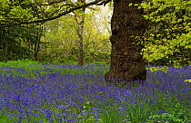 Bluebell (Hyacinthoides non-scripta) carpeting Conservation Area, Kew Gardens, London, UK. May.