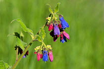 Prickly comfrey (Symphytum asperum), flowers open red and change to blue. Caucasus, Russia. June.