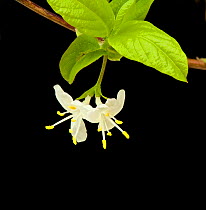 Sweet breath of spring (Lonicera fragrantissima) in garden, Surrey, England, UK. Native to China.
