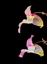 Himalayan balsam (Impatiens glandulifera), dissection of flowers. Male phase above, downward projecting stamens release pollen onto backs of bumblebees and honey bees. Female phase below with downward...