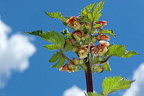 Figwort (Scrophularia grandiflora) against sky. Globose flower with protruding upper lip that functions like umbrella to protect stamens. Cultivated in garden.