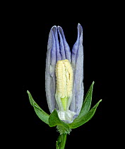 Peach leaved bellflower (Campanula persicifolia) dissection, petals removed to show how stamens transfer pollen to style via secondary pollen presentation in bud stage. Focus stacked.