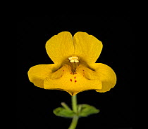 Seep monkey flower (Mimulus guttatus), bifid stigma above stamens. Nectar spot guides and central groove leading pollinators to nectar. Focus stacked.