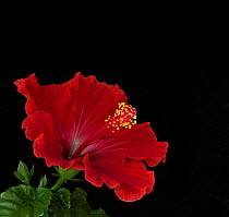 Hibiscus (Hibiscus sp) flower with stigmas and pollen covered stamens. Focus stacked.
