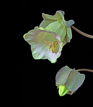 Cup and saucer plant (Cobaea scandens), bud and opening flower. Cultivated plant. Focused stacked.