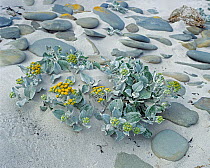 Sea cabbage (Senecio candicans) amongst pebbles on sandy seashore. Sea Lion island, Falkland Islands.