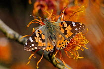 Painted lady butterfly (Vanessa cardui) nectaring on Witch hazel (Hamamelis x intermedia &#39;Jelena&#39;). Surrey, England, UK. February.