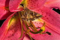 Silver Y moth (Autographa gamma) nectaring on Lily (Lilium &#39;Stargazer&#39;). Surrey, England, UK. August.