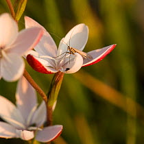 Moth (Lepidoptera) nectaring on Bokkeveld evening lily (Hesperantha cucullata) at dusk. Nieuwoudtville, South Africa. August.