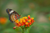 Leopard lacewing (Cethosia cyane) nectaring on Tropical milkweed / Bloodflower (Asclepias curassavica). Yunnan, China.