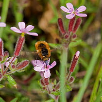 Bee-fly (Bombylius sp) nectaring on Rock soapwort (Saponaria ocymoides), blue pollen on head. Alpes Maritimes, France. May.