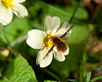 Common bee fly (Bombylius major) feeding on Primrose (Primula vulgaris). March.