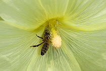Honey bee (Apis mellifera) nectaring on Russian hollyhock (Alcea rugosa), pollen on back. Surrey, England, UK. August.