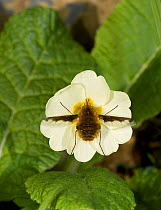 Large bee fly (Bombylius major) feeding on Primrose (Primula vulgaris). England, UK. March.