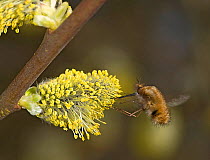 Common bee fly (Bombylius major) nectaring on Goat willow (Salix caprea) catkin. Surrey, England, UK. March.