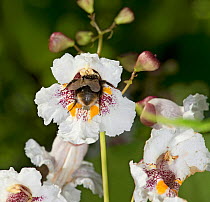 Bumblebee nectaring on Indian bean tree (Catalpa bignonioides) flower, pollen on back. Surrey, England, UK. August.