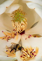 Bumblebee (Bombus sp) looking for pollen amongst fallen Southern magnolia (Magnolia grandiflora) stamens. Surrey, England, UK. July.