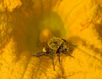 Bumblebee (Bombus sp) in Squash (Cucurbita sp) flower, covered in pollen. Surrey, England, UK. September.