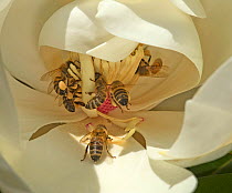 Honey bees (Apis mellifera) tearing stamens to feed on pollen of Southern magnolia (Magnolia grandiflora). Surrey, England, UK. July.