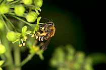 Ivy bee (Colletes hederae) female collecting pollen from Ivy (Hedera helix). Surrey, England, UK. October.