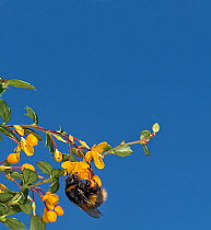 Buff tailed bumblebee (Bombus terrestris) feeding on Darwin&#39;s barberry (Berberis darwinii). Surrey, England, UK. November.
