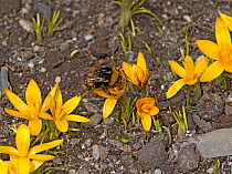 Bumblebee (Bombus sp) queen feeding on Crocus (Crocus korolkowii), covered in pollen. Ansob Pass, Tajikistan. April.