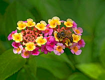 Honey bee (Apis mellifera) nectaring on freshly opened yellow Lantana (Lantana camara) flowers. Flowers turn pink when nectar no longer provided. In garden, Tanzania. Native to tropical Americas.