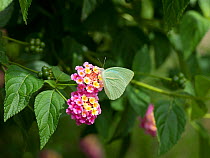 Cambridge vagrant butterfly (Nepheronia thalassina) nectaring on Lantana (Lantana camara). Flowers turn from yellow to pink when no nectar is provided. In garden, Tanzania. Native to tropical Americas...