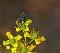 Blowfly (Calliphora sp) nectaring on Common rue (Ruta graveolens). Surrey, England, UK. July.