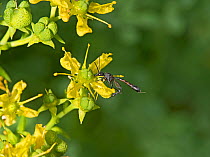 Parasitic wasp (Gasteruption assectator) nectaring on Common rue (Ruta graveolens). Surrey, England, UK. July.