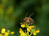 Honey bee (Apis mellifera) extending proboscis to nectar on Common rue (Ruta graveolens). Green aphid (Aphidoidea) beneath flower. Surrey, England, UK. July.