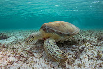 Green sea turtle (Chelonia mydas) grazing on sea floor, the Bahamas.