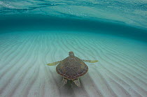 Green sea turtle (Chelonia mydas) swimming along the sandy sea floor, the Bahamas.