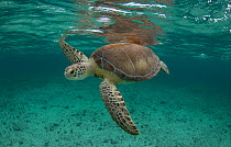 Green sea turtle (Chelonia mydas) comes up for air in the waters off, the Bahamas.