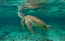 Green sea turtle (Chelonia mydas) comes up for air in the waters off, the Bahamas.