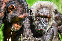 Chimpanzee (Pan troglodytes), two males. Beauval Zoo Parc, France. Captive.