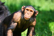 Chimpanzee (Pan troglodytes) juvenile male aged 10 years, portrait. Beauval Zoo Parc, France. Captive.