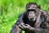 Chimpanzee (Pan troglodytes) male aged 43 years, portrait. Beauval Zoo Parc, France. Captive.