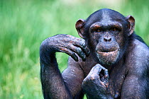 Chimpanzee (Pan troglodytes) female aged 37 years, portrait. Beauval Zoo Parc, France. Captive.