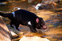 Tasmanian devil (Sarcophilus harrisii) male crossing water. Beauval Zoo Parc, France. Captive.