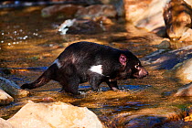 Tasmanian devil (Sarcophilus harrisii) male crossing water. Beauval Zoo Parc, France. Captive.