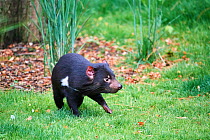 Tasmanian devil (Sarcophilus harrisii), male walking. Beauval Zoo Parc, France. Captive.