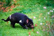 Tasmanian devil (Sarcophilus harrisii) male sniffing ground. Beauval Zoo Parc, France. Captive.