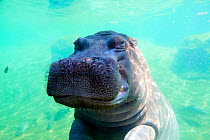Common hippopotamus (Hippopotamus amphibius) portrait, underwater. Beauval Zoo Parc, France. Captive.
