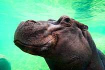 Common hippopotamus (Hippopotamus amphibius) headshot, underwater. Beauval Zoo Parc, France. Captive.