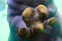 Common hippopotamus (Hippopotamus amphibius) foot from below, underwater. Beauval Zoo Parc, France. Captive.