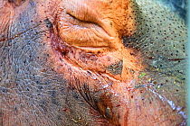 Common hippopotamus (Hippopotamus amphibius), close up of eye. Skin spotted with secretion of blood sweat, a red substance that acts as natural sunscreen. Beauval Zoo Parc, France. Captive.