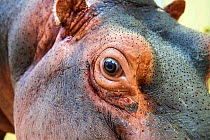 Common hippopotamus (Hippopotamus amphibius), close up of eye. Skin spotted with secretion of blood sweat, a red substance that acts as natural sunscreen. Beauval Zoo Parc, France. Captive.